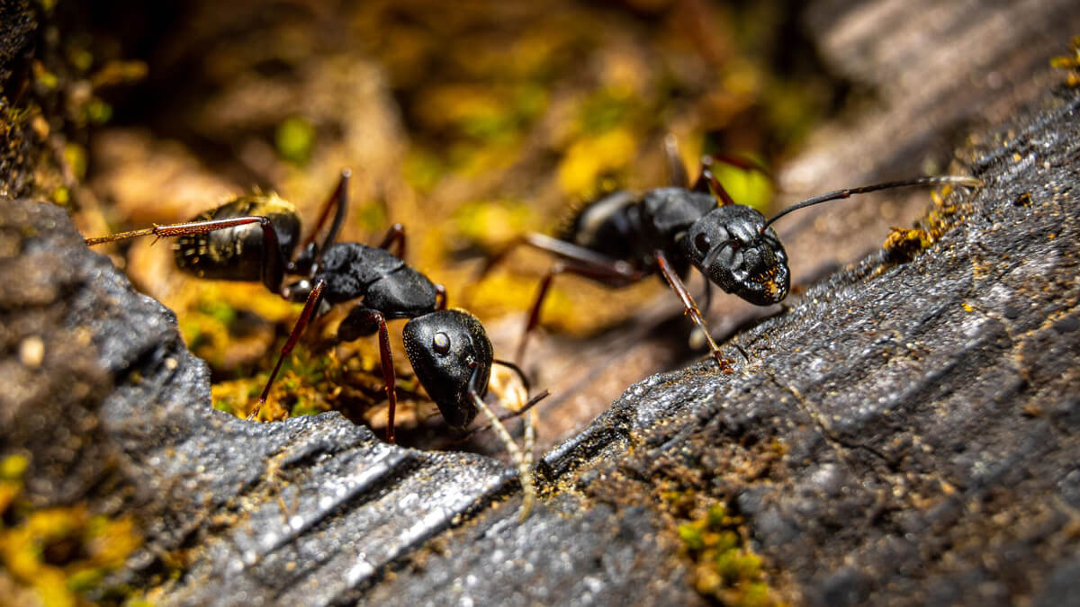 Ant Pest Control