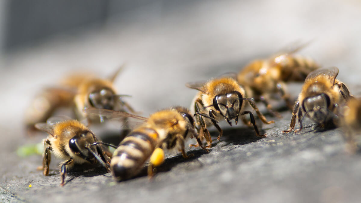 Bee Removal